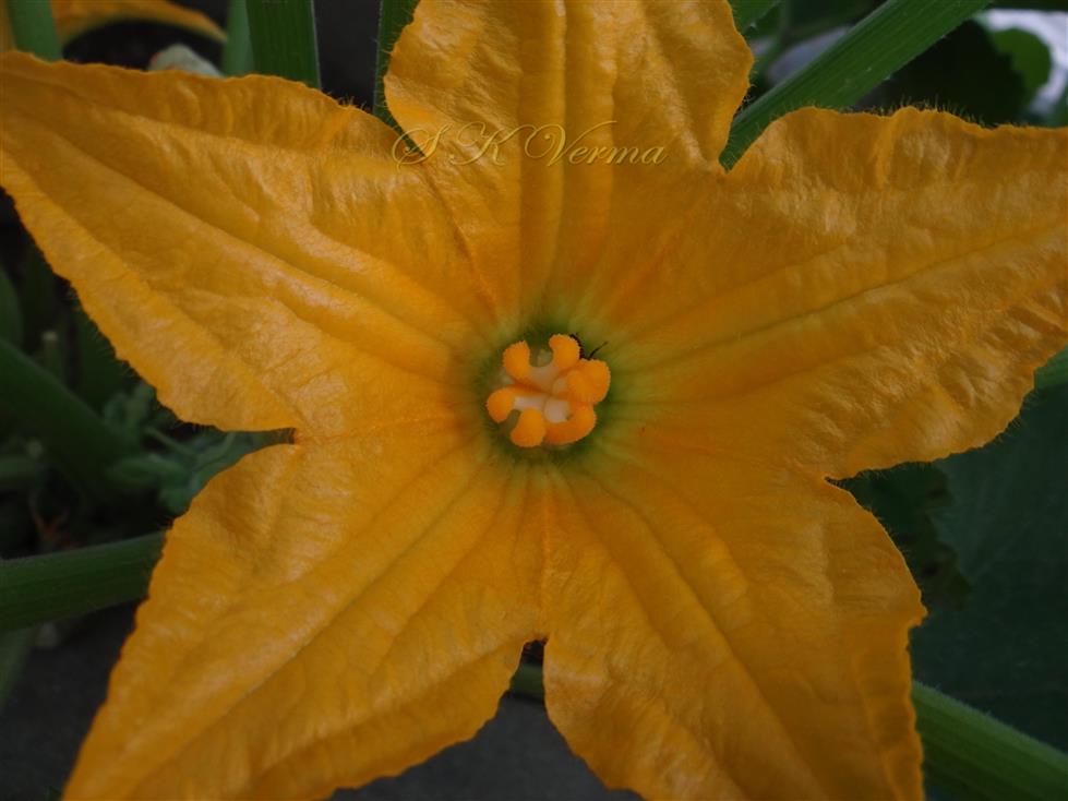  Female Flower